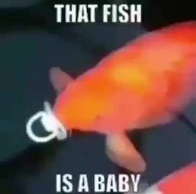 that fish is a baby