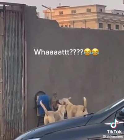 Dogs save a cat from an attack