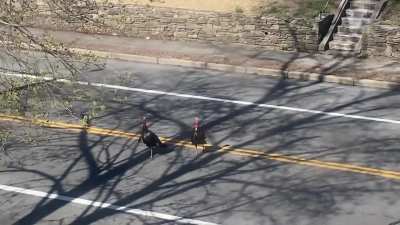 Turkeys are out staging protests