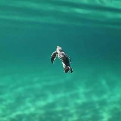 🔥 A baby turtle making their way through the ocean 🔥
