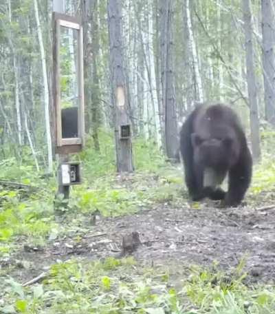 How a Bear reacts when seeing its own reflection in a mirror..