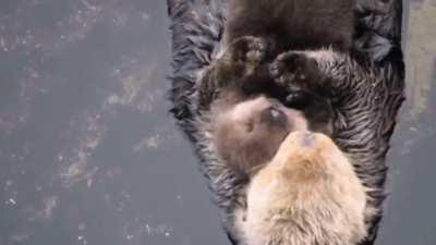🔥 Precious otter moms with their pups
