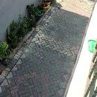 Monkey pulled up in a motorcycle and tried to kidnap a child