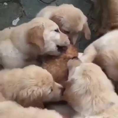 Cat doesn't feel like moving