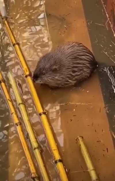 This got a laugh outta me