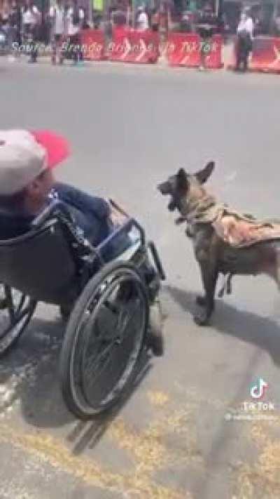 Dog pushes his disabled owner around. This is why Dog is Man's best friend.