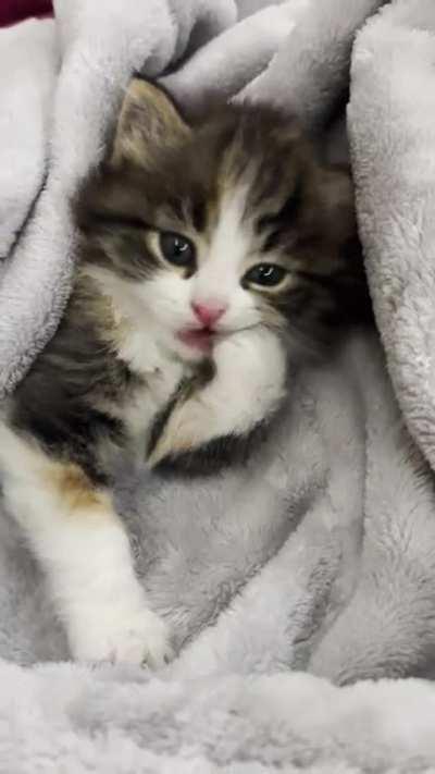 cookie being an absolute baby