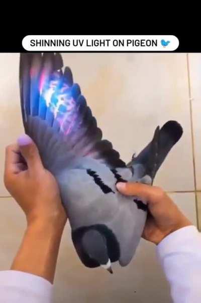 Apparently this is how you tell whether a government drone is a counterfeit or officially issued