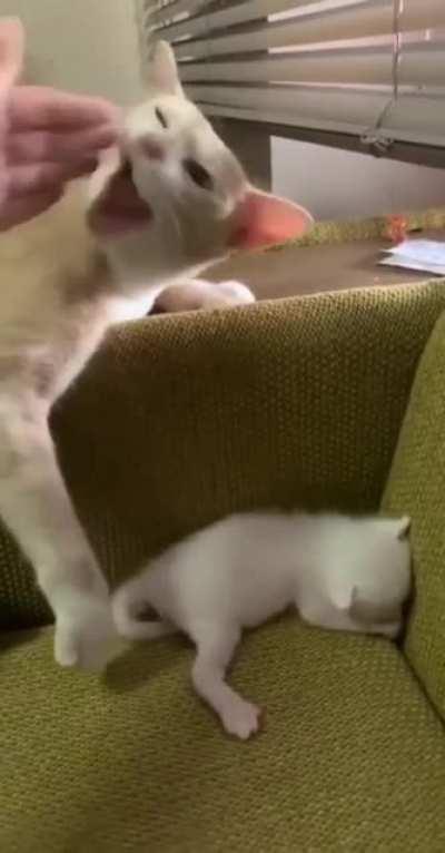 Touch Tha Baby