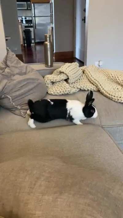 Pluto is my zoomiest bunny