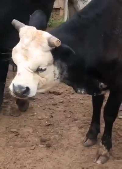 Cow with a face that's not really straight.