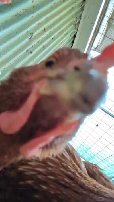 My girls monching on your screen 