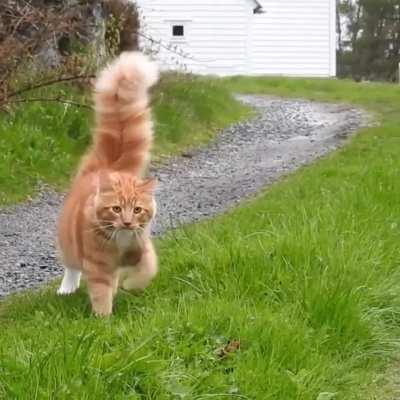 Absolutely enormous cat tail