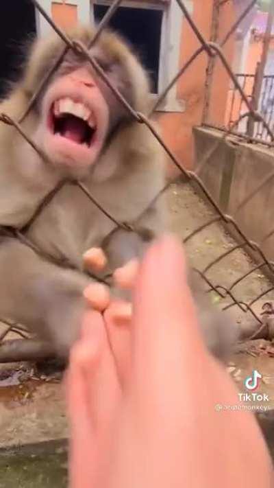 Este monito si que tiene problemas de ira