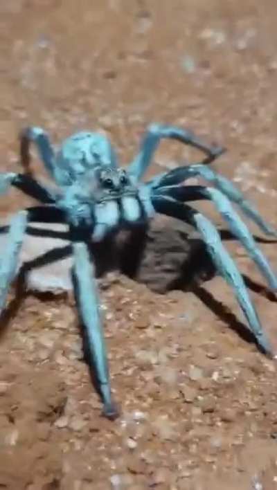 Found this but it looks fake. Anyone knows a blue trapdoor spider that looks like a wolf spider?