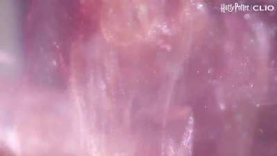 250220 Clio Official Twitter Update  - Harry Potter | Clio Collaboration with Yujin