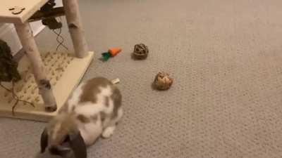 Some Big Binkys! This was the first day Marley became a Free Roam Bunny! I Think he was happy😆🐰🐇🐰