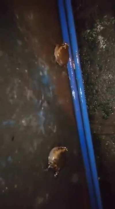 FiErCe aRGuMeNt tURnS InTo bRuTaL fIGhT