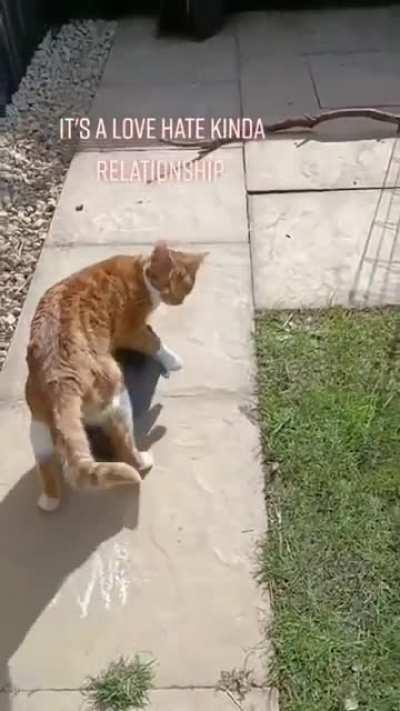 Bunny like to walk under the cat