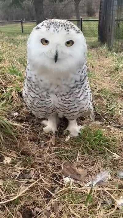 Suzy the Superbowl saying hello to her fans.