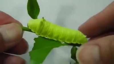 Squeaking Caterpillar