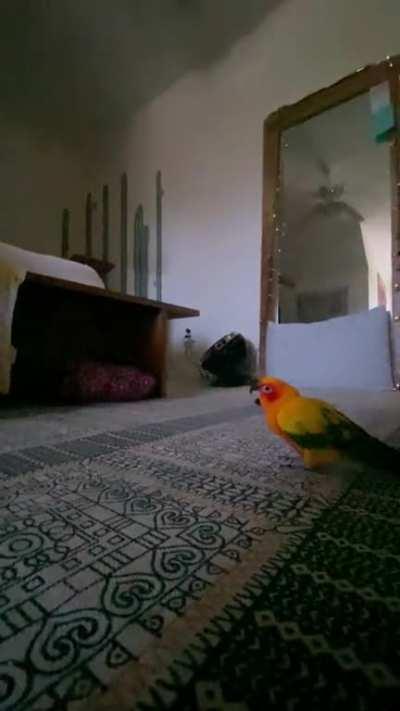 Wanted a Video of her flying in Slow Motion, Got this T-Rex Instead…