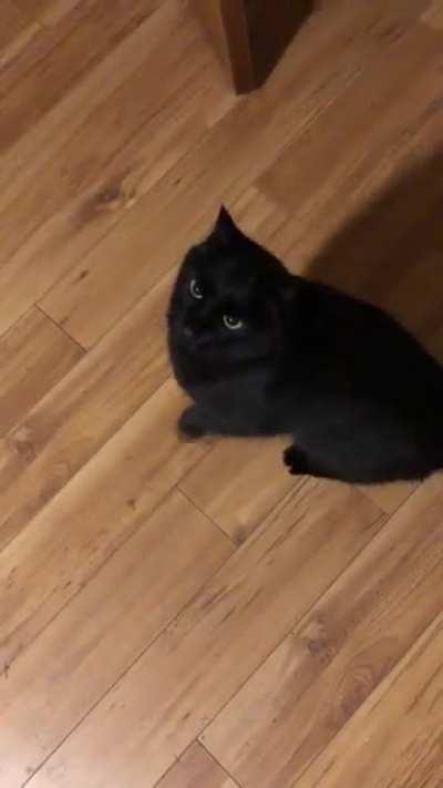 Tail pulls are his favourite