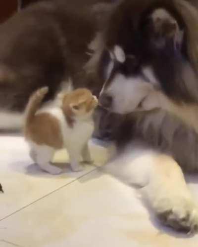 Gentle Giant with his Tiny Friend!