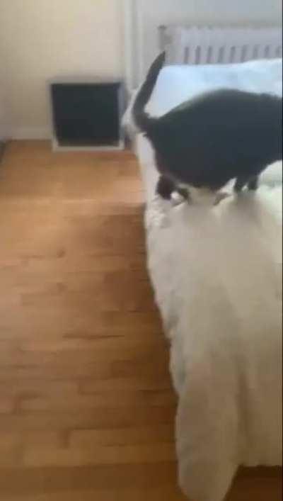 Catculating jumping on a bed