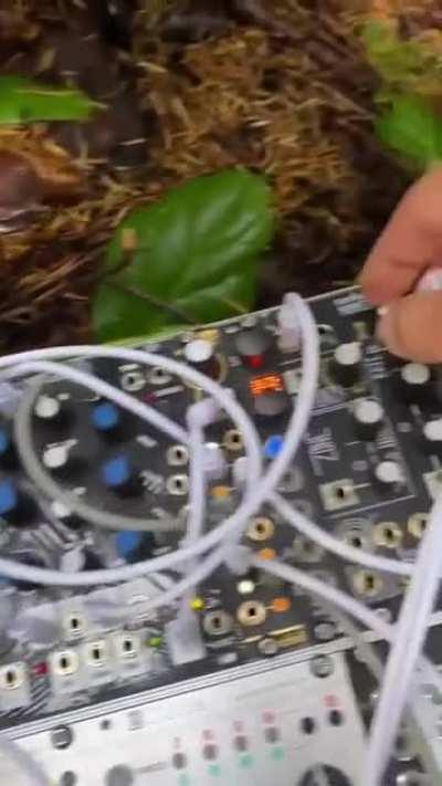 Mushroom Music - Conifer tuft's edition