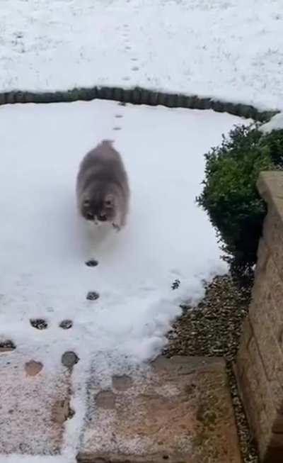 Walking on their own tracks