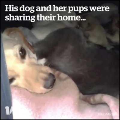 Protecting eachother from the cold