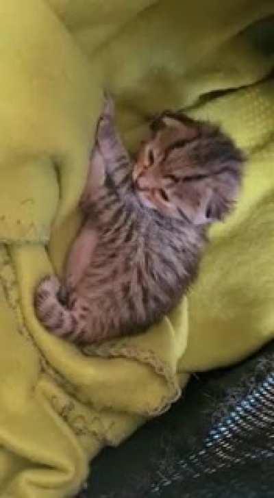 Tiny criminal, illegally clean