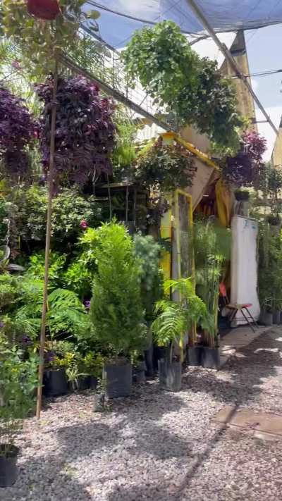 Let's go buy plants and I'll show you my flower buds