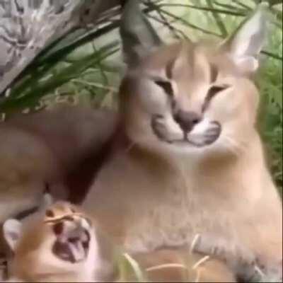 Lo pongo denuevo porque todad las veces que lo pongo el kitian no strimea unvote para que el cristian juege detroit become human