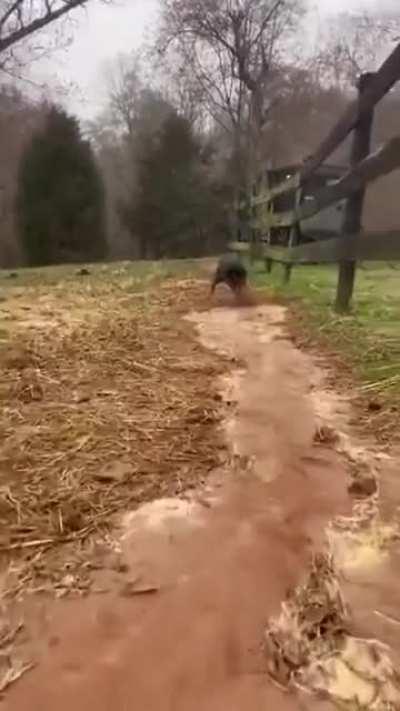 Dog helps his owner to direct the flow of water