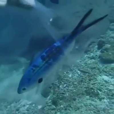 It's a good thing those divers have great observational skills.