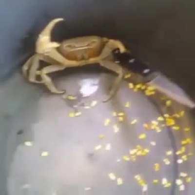 This crab just won't go down easy