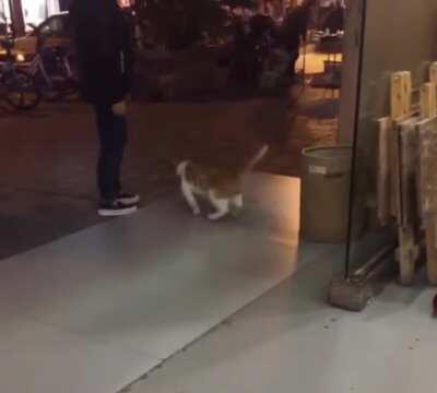 [IRL] Cat with irl game physics.