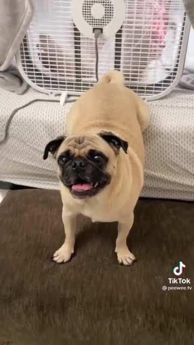 pUg MuRdErS iNnoCeNt mAn wItH fArTs