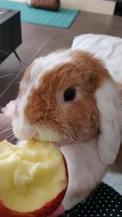 Nom nom! Karamelleke eating some apple 🥰