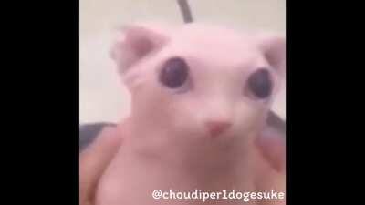 bingus - Video #7225