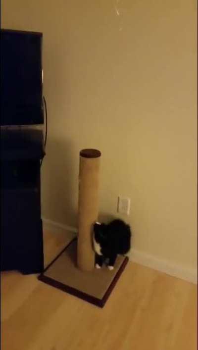 A cat and his balloon