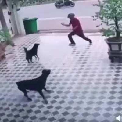 Ah perro! Detienes perros!