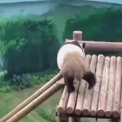 Panda slide from panda_world_official on instagram