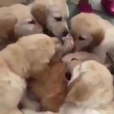 The world's most patient cat.