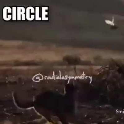 big floppa spitting heat ngl