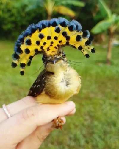 🔥 The Royal Flycatcher 🔥