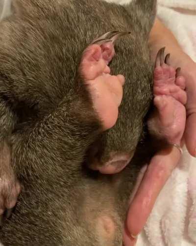 Faith demonstrating how baby wombats like to be tucked up in mom’s pouch at ACT Wildlife in Australia