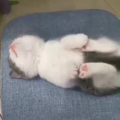 Such a cute little kitten 💕